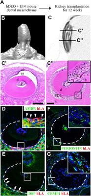 Fabrication of functional ameloblasts from hiPSCs for dental application